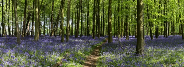Path through the woods with flowers